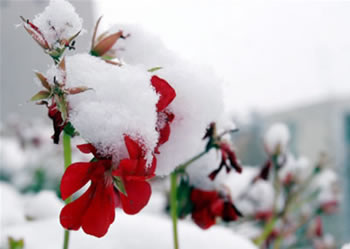 Flores con nieve